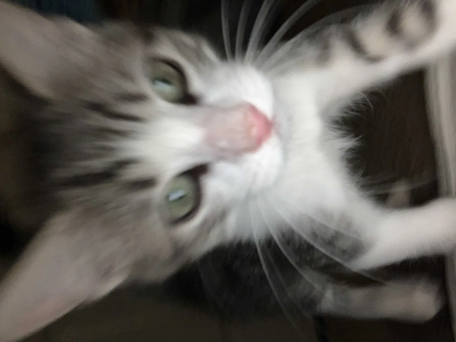Lost cat in Indio, CA, 92201