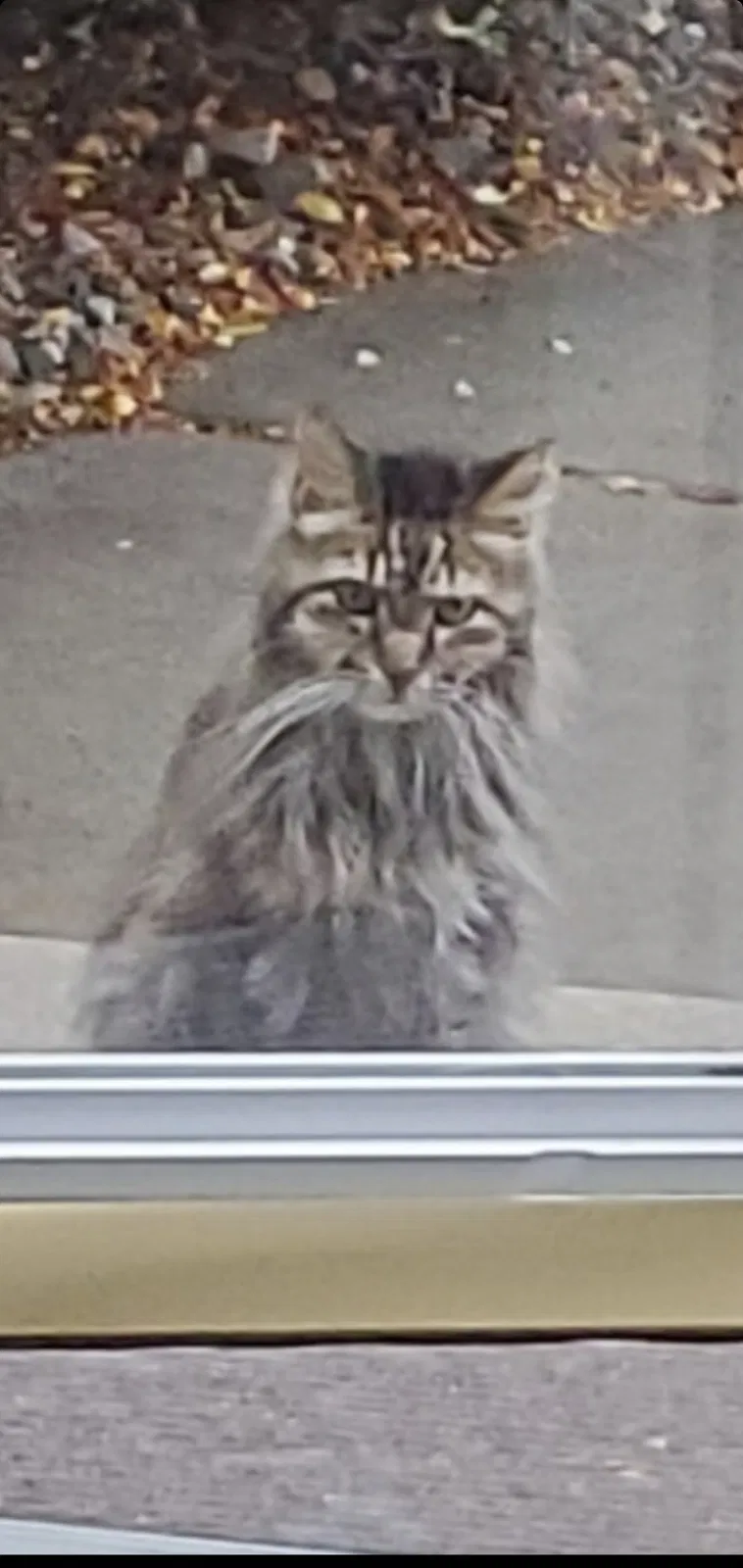 Lost cat in Saint Paul, MN, 55124