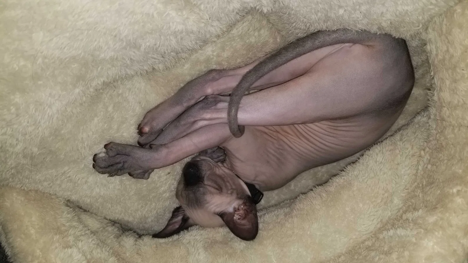 Lost cat in Fresno, CA, 93711