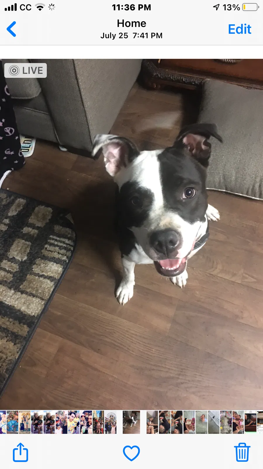 Lost dog in Tucson, AZ, 85711