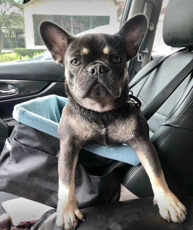 Lost dog in Dallas, TX, 75214