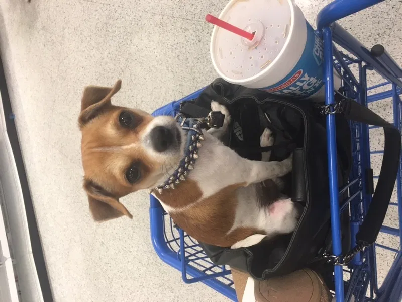 Lost dog in Caldwell, ID, 83605