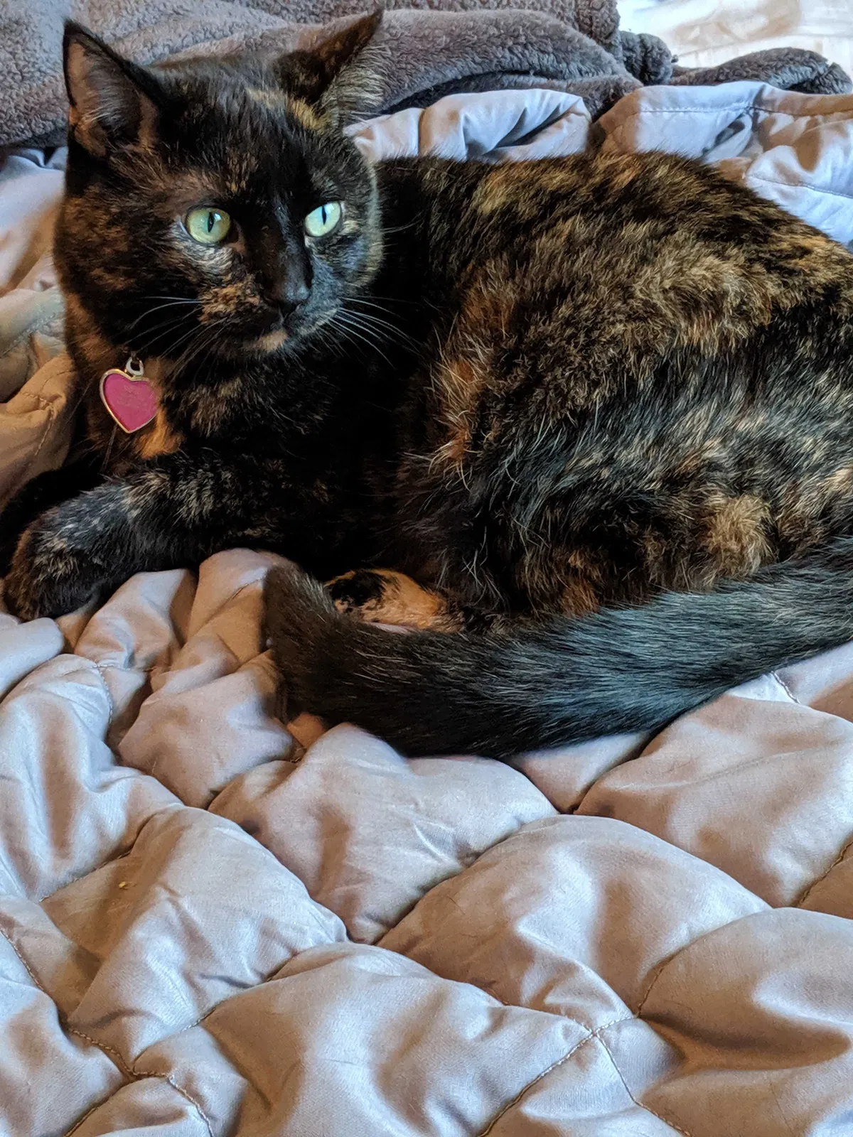 Lost cat in Cambridge, MN, 55008