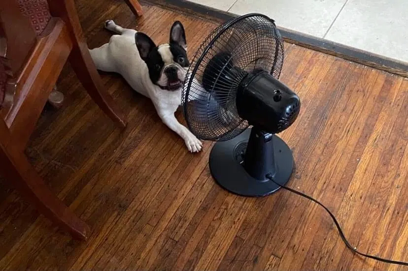 Lost dog in Camden, NJ, 8105