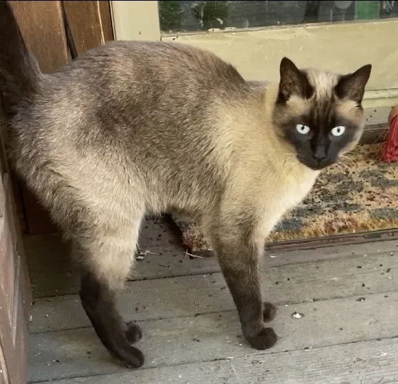 Found cat in Chilcoot, CA, 96105