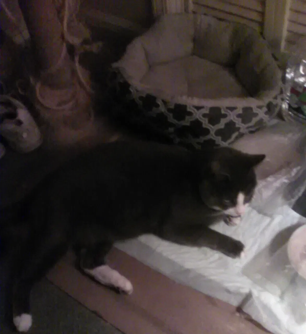 Lost cat in Rome, GA, 30161