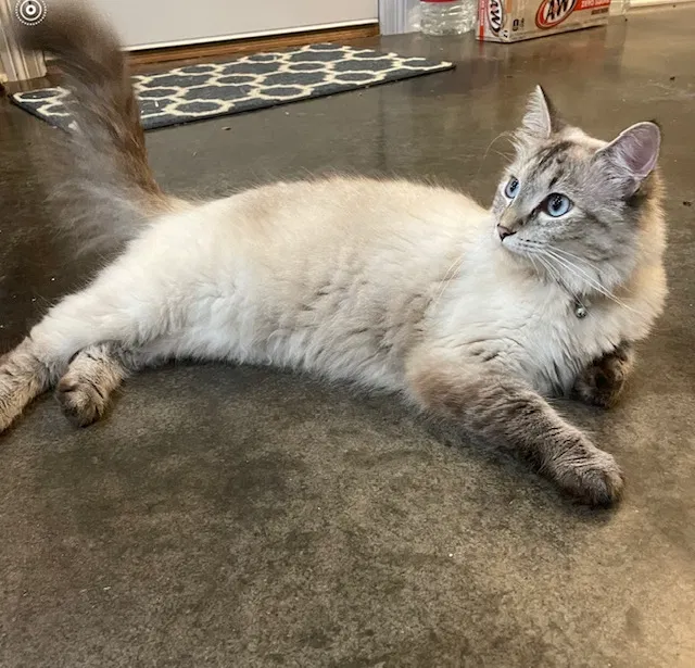 Lost cat in Oakland, TN, 38060