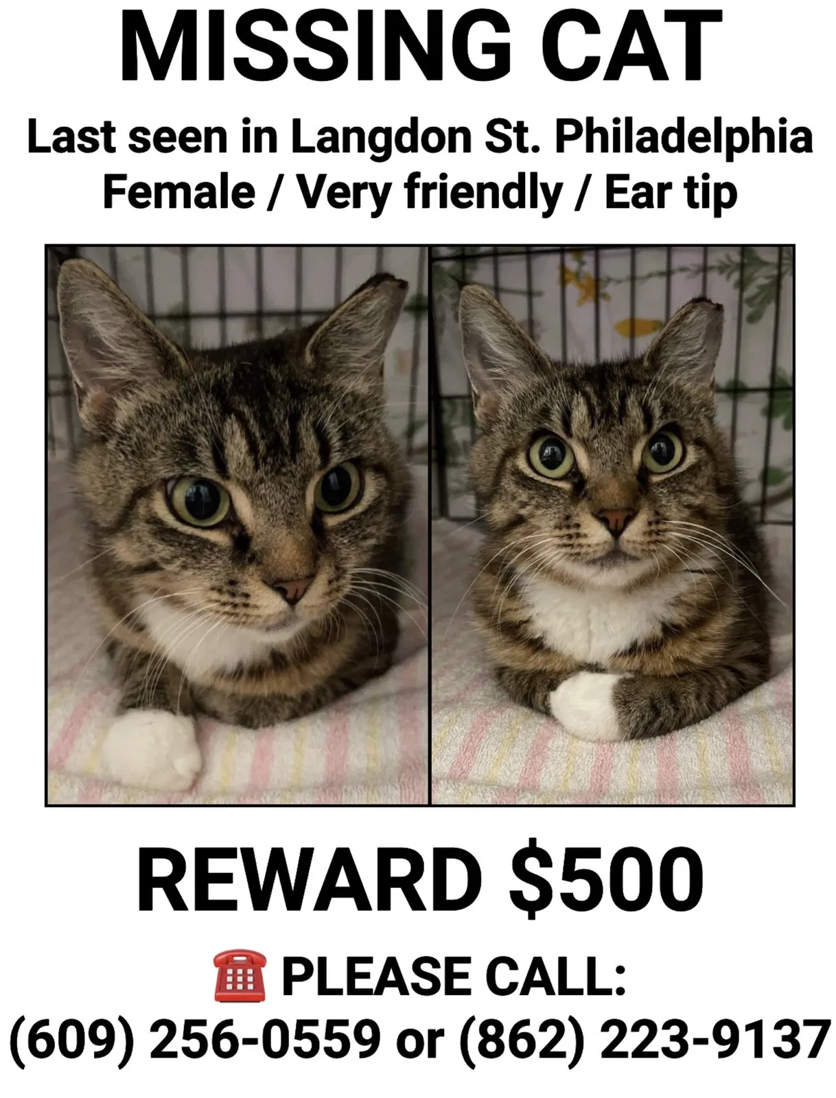 Lost cat in Philadelphia, PA, 19111