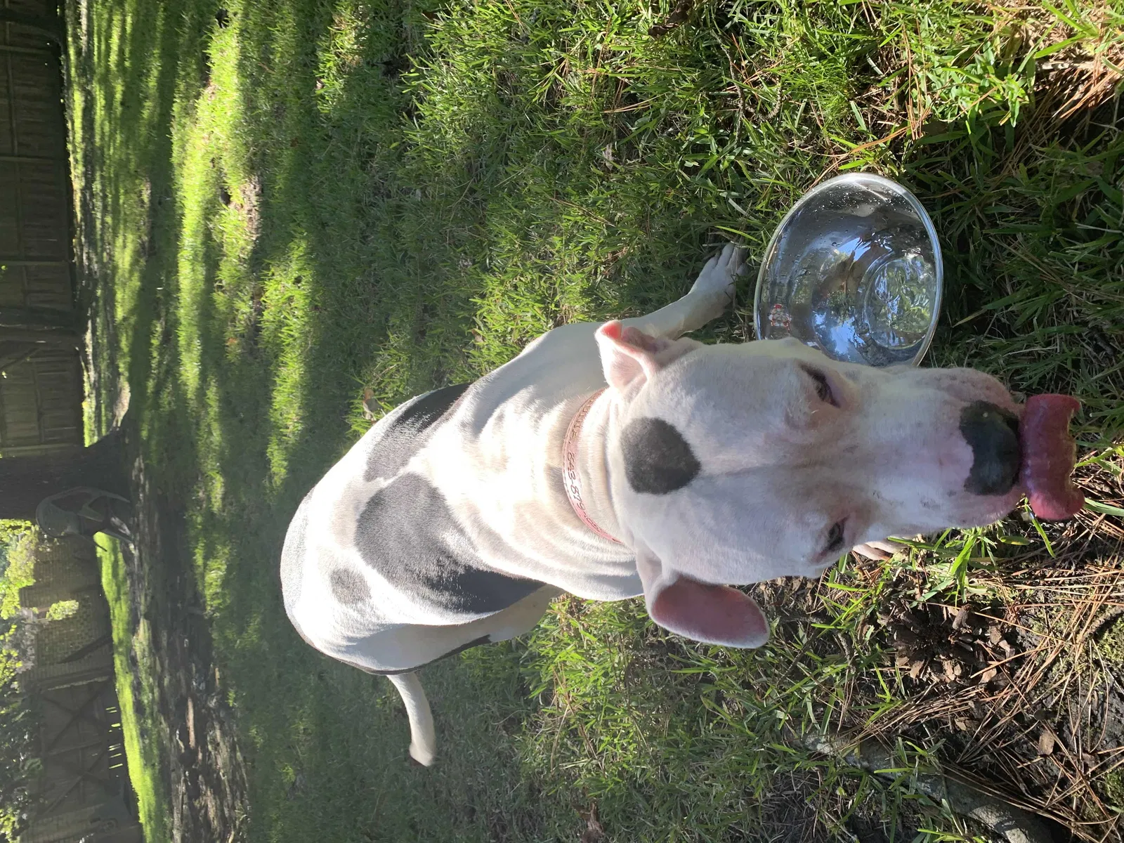 Found dog in Goose Creek, SC, 29445