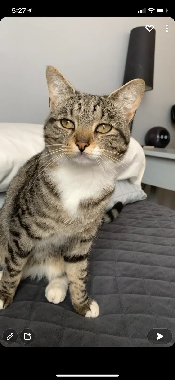 Lost cat in East Weymouth, MA, 2189