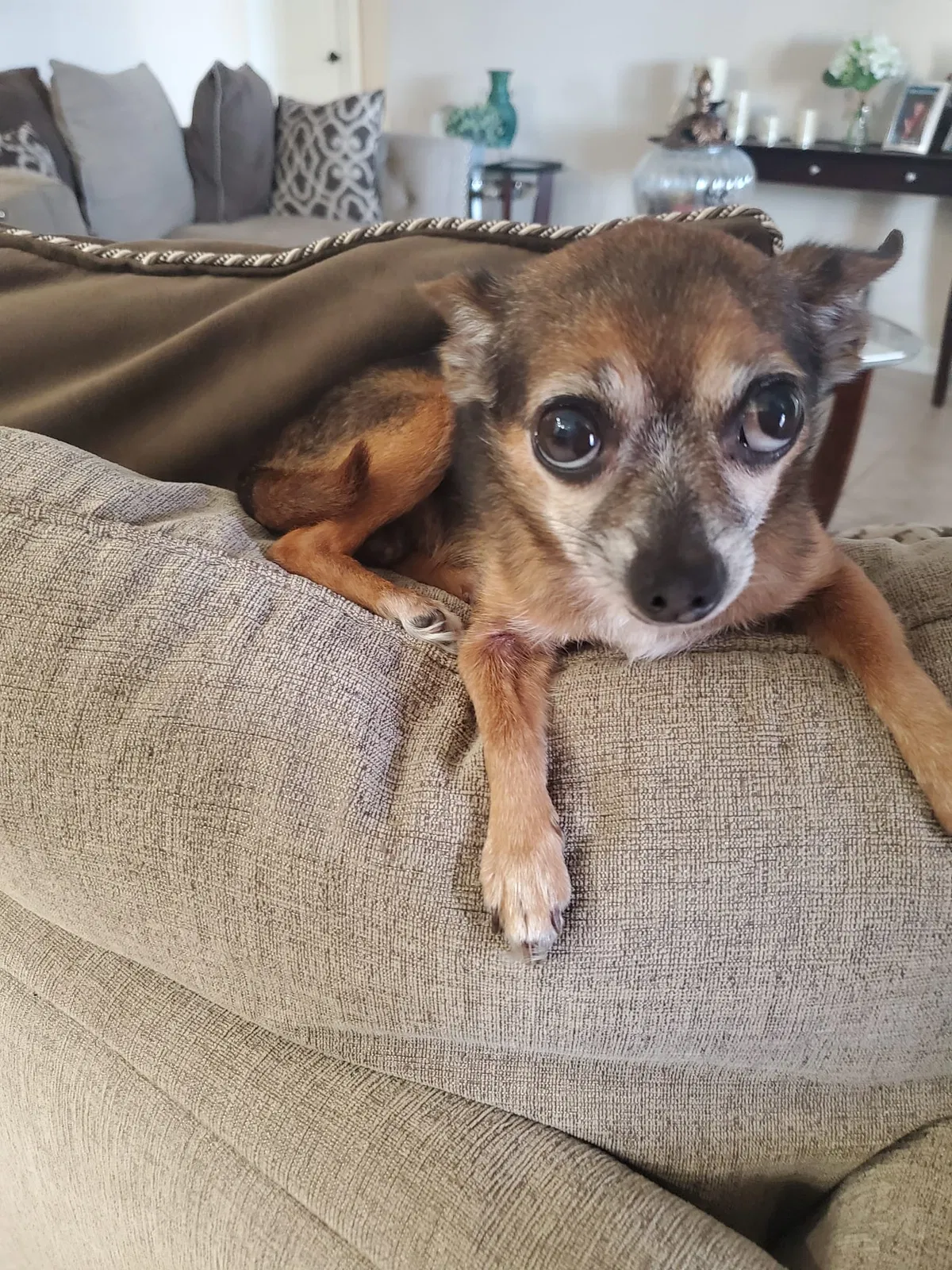 Lost dog in Alamo, TX, 78516