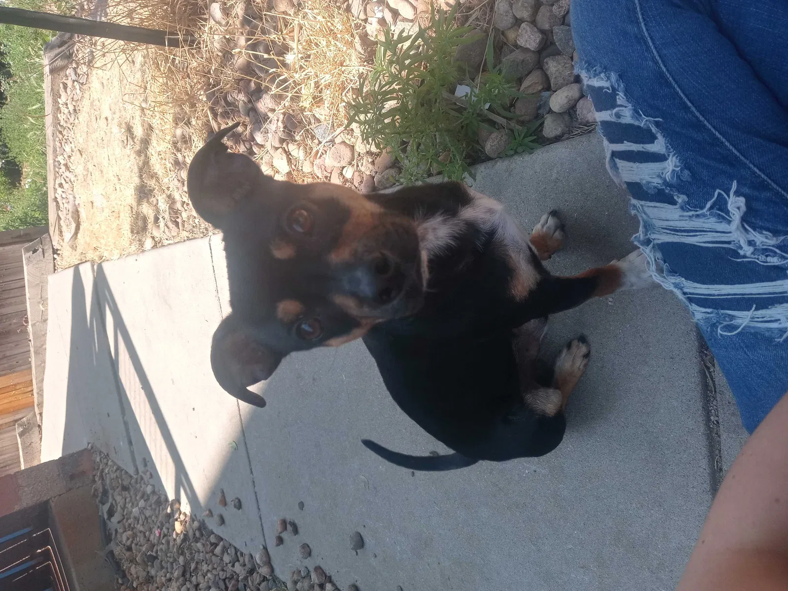 Lost dog in Aurora, CO, 80010
