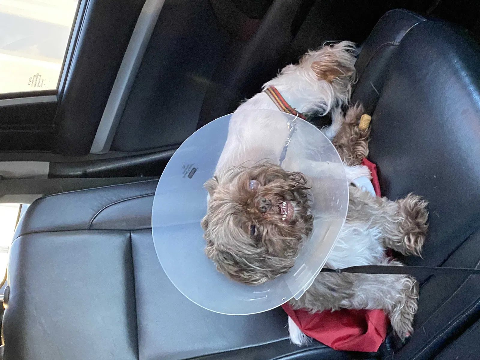 Lost dog in North Hills, CA, 91343