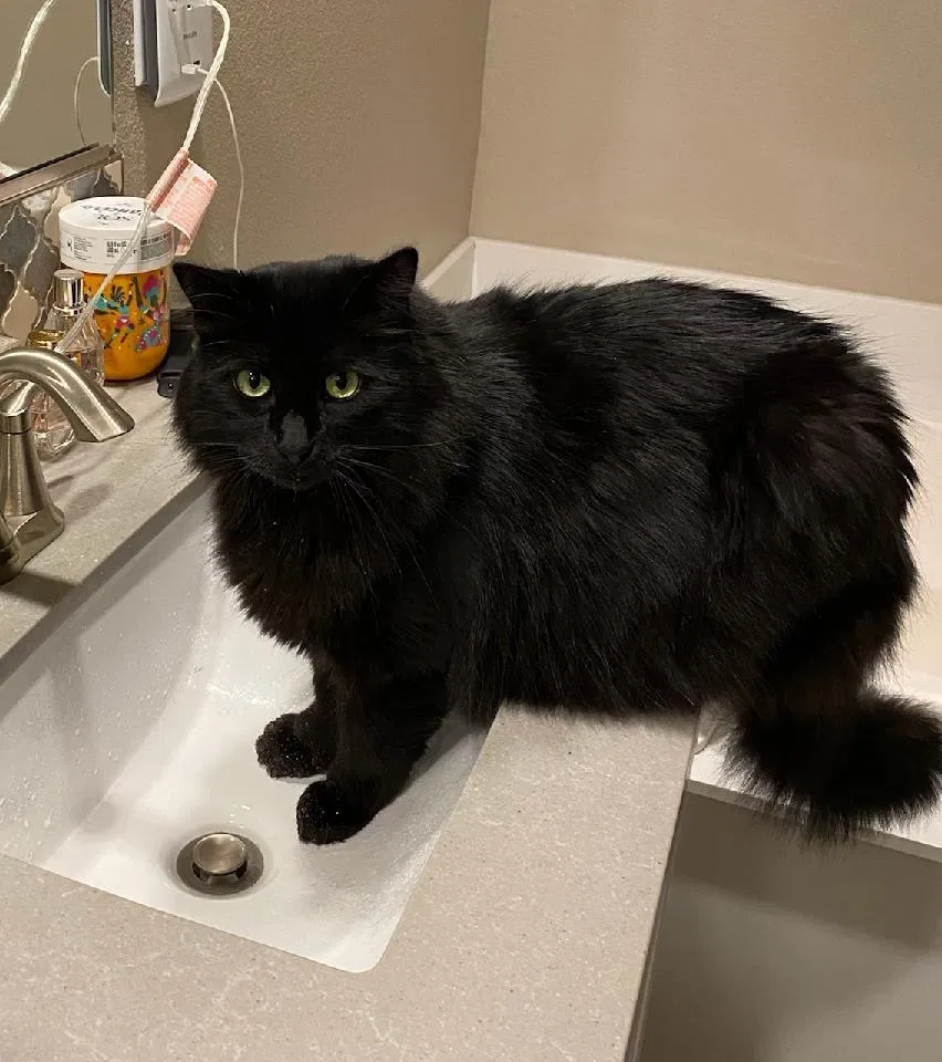 Lost cat in Sacramento, CA, 95834