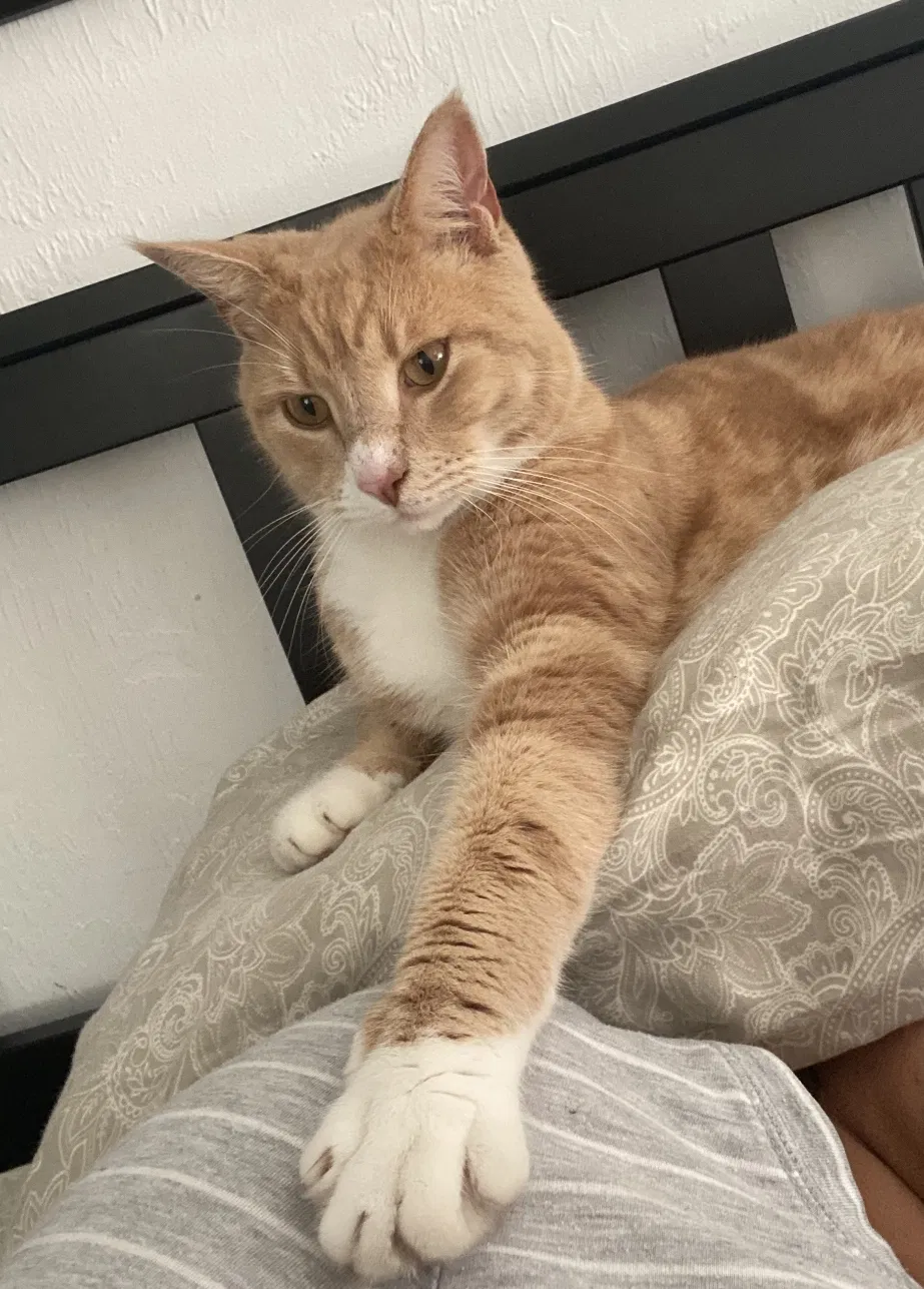 Lost cat in Daytona Beach, FL, 32119
