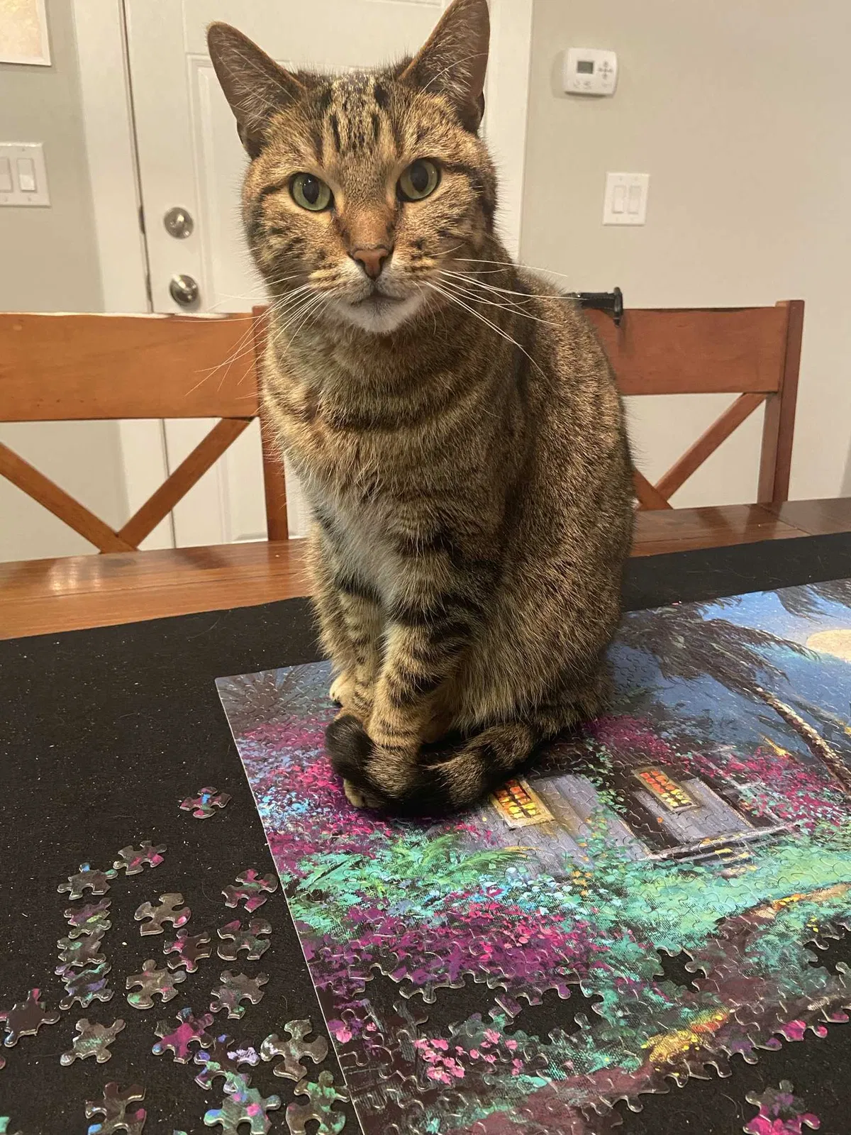 Lost cat in Urbandale, IA, 50323