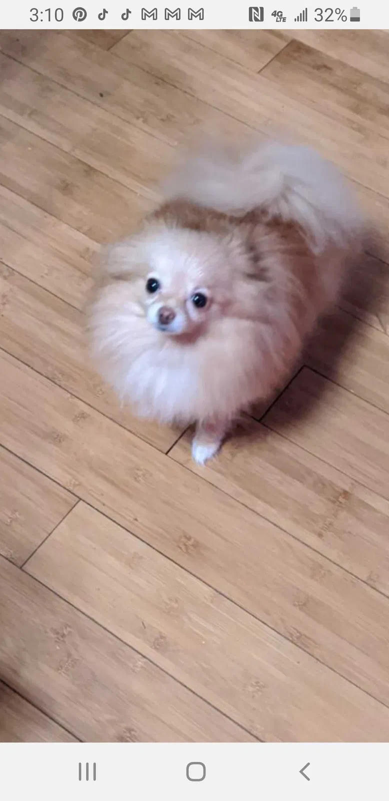 Lost dog in Fairhope, AL, 36532