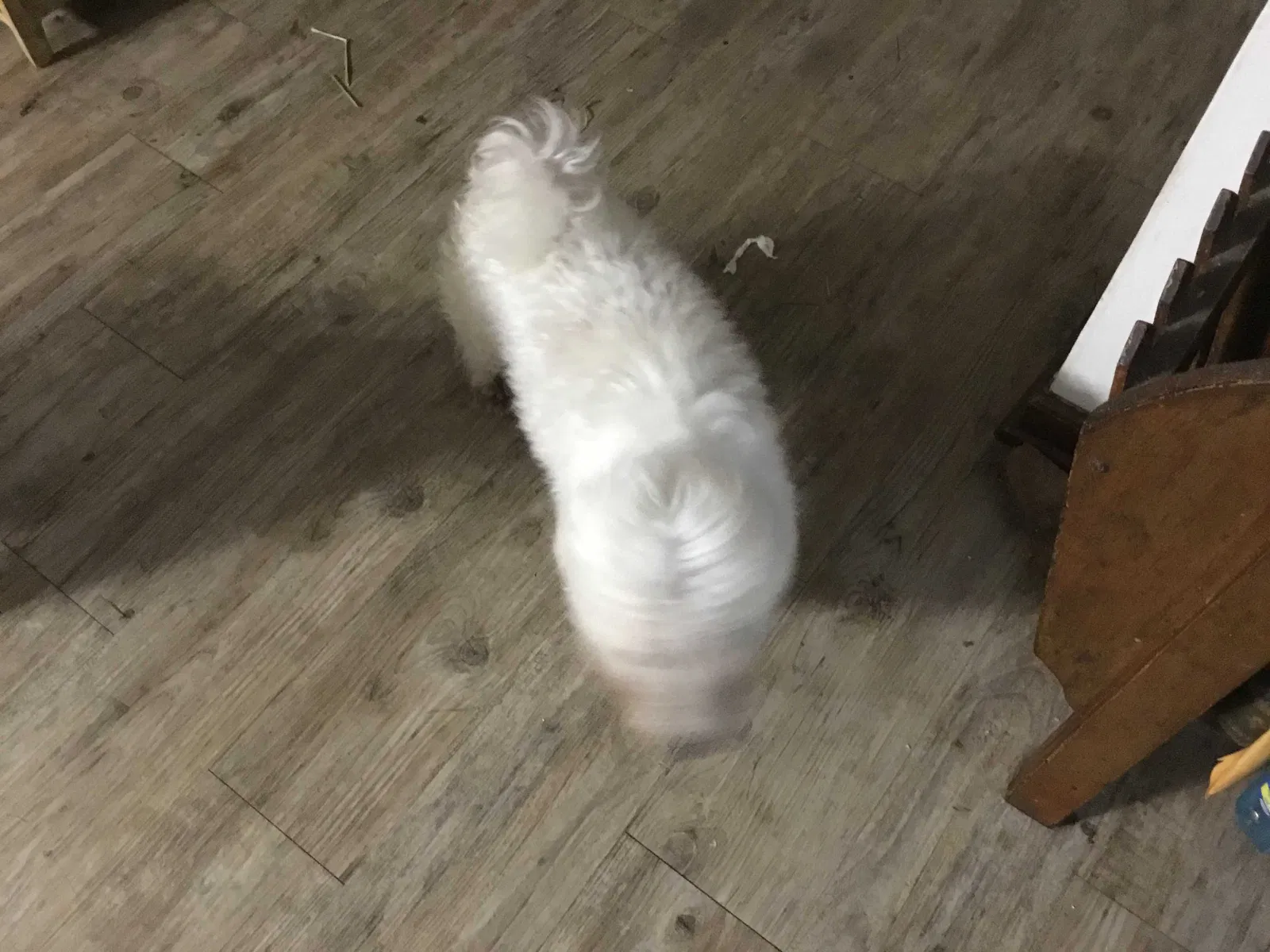 Found dog in Hinesville, GA, 31313