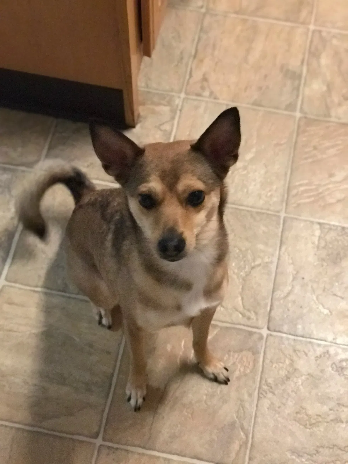 Lost dog in Elverta, CA, 95626