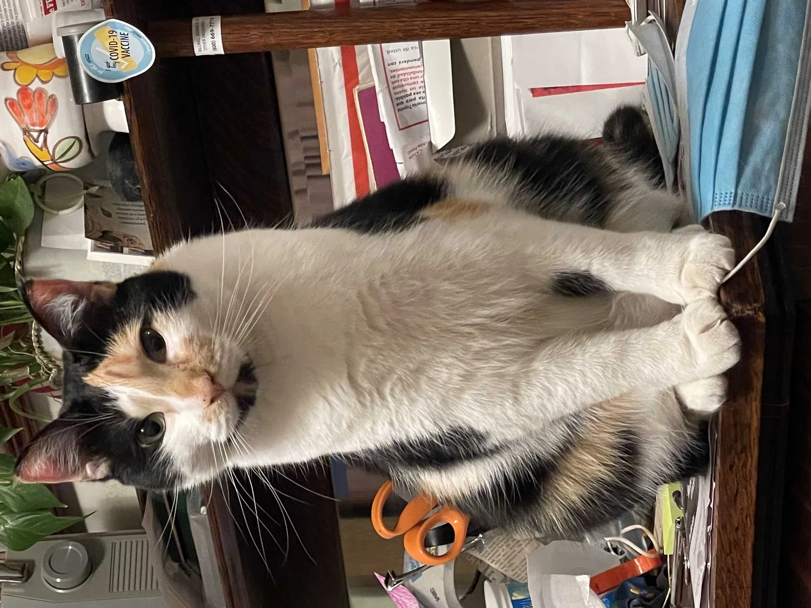 Lost cat in Minneapolis, MN, 55443