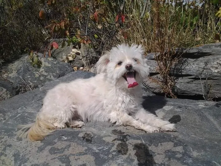 Lost dog in Aurora, CO, 80010
