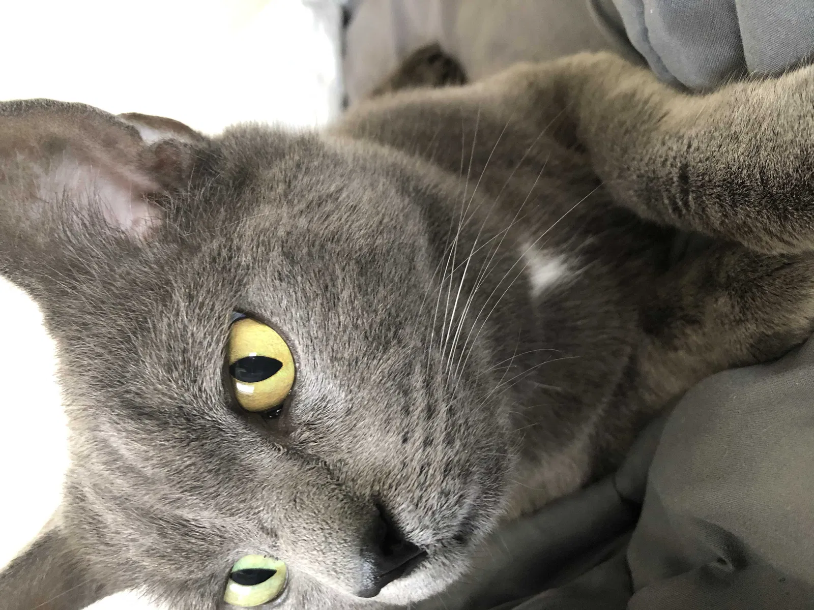 Lost cat in Cleveland, OH, 44121