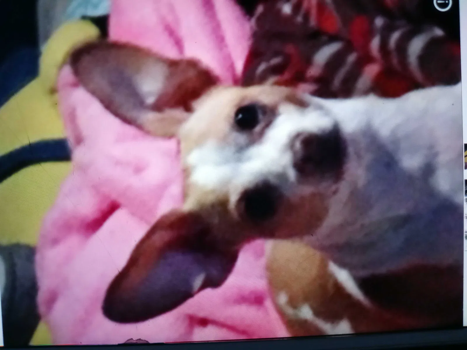 Lost dog in Sacramento, CA, 95838