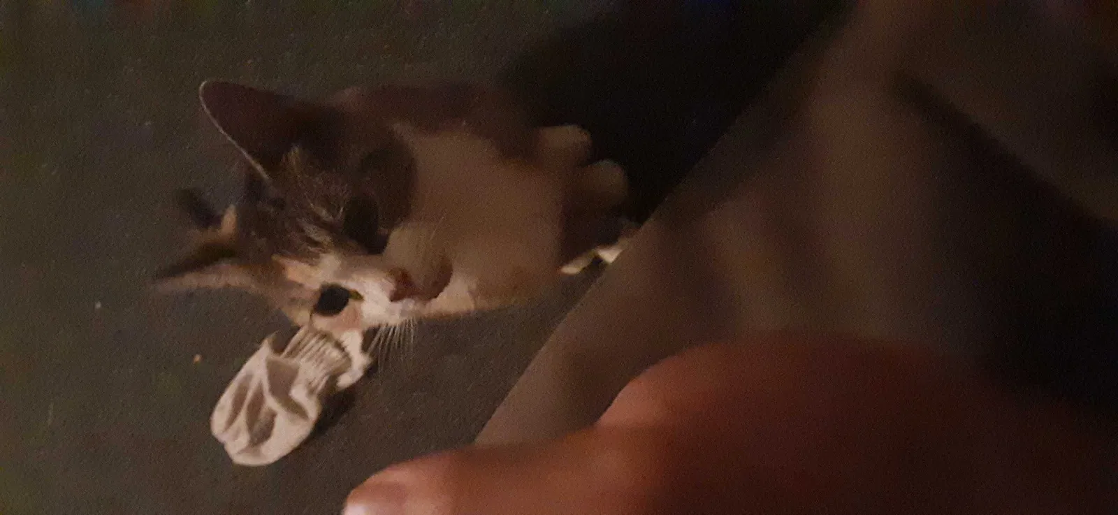 Found cat in New Haven, CT, 6513