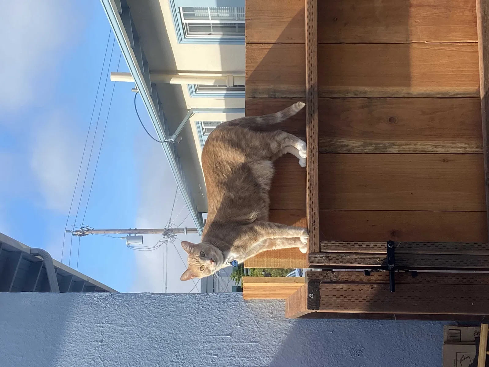 Lost cat in Oakland, CA, 94602