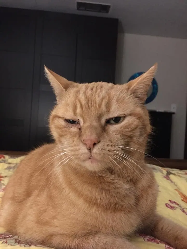 Lost cat in Ponchatoula, LA, 70454