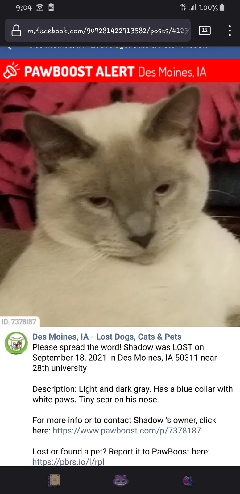Lost cat in Des Moines, IA, 50311