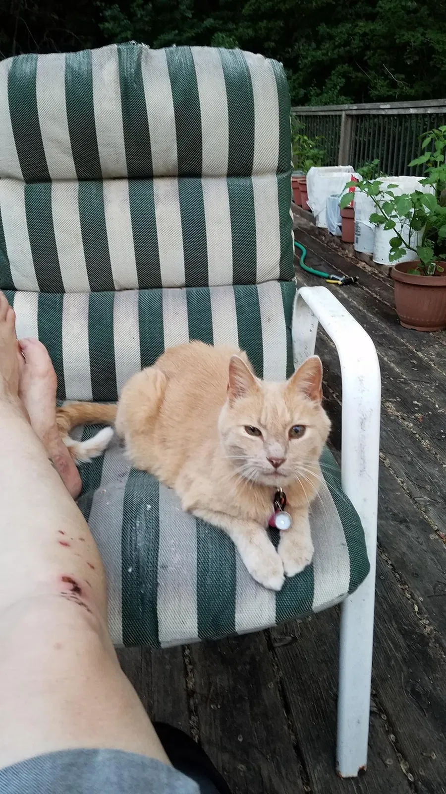 Lost cat in Excelsior, MN, 55331