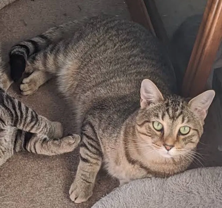 Lost cat in Rockford, IL, 61108