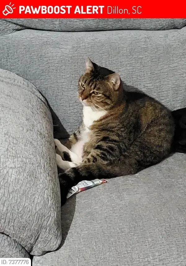 Lost cat in Dillon, SC, 29536