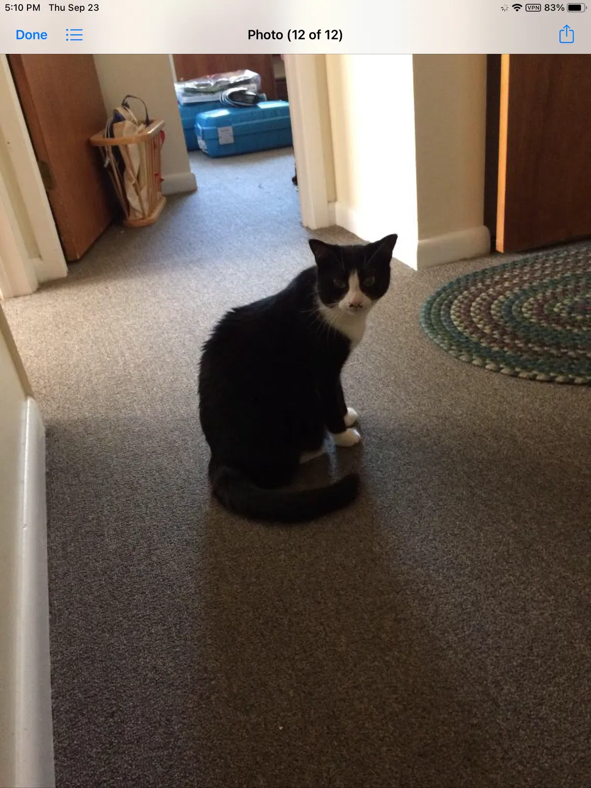 Lost cat in New Milford, CT, 6776