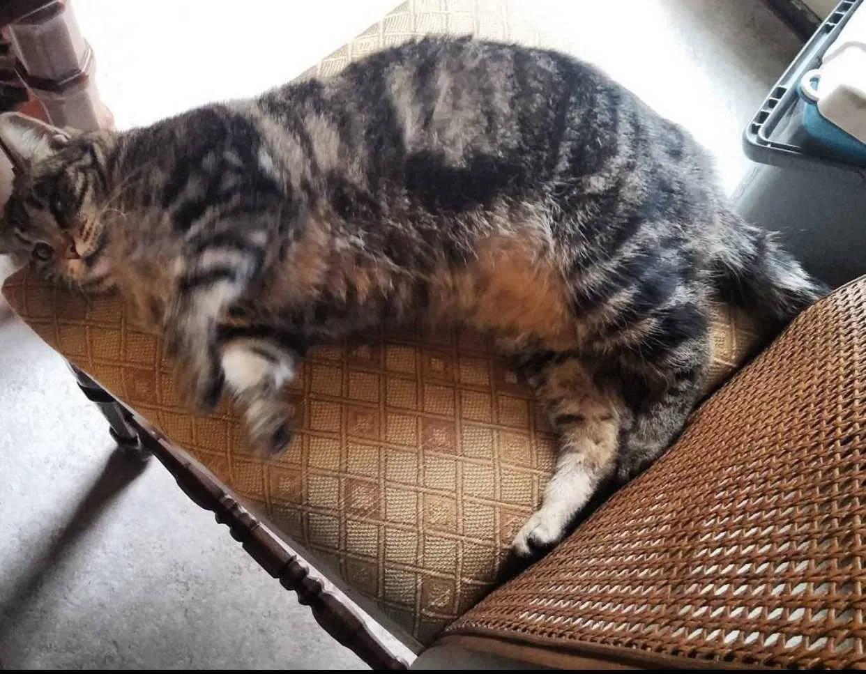 Lost cat in Springfield, MO, 65803