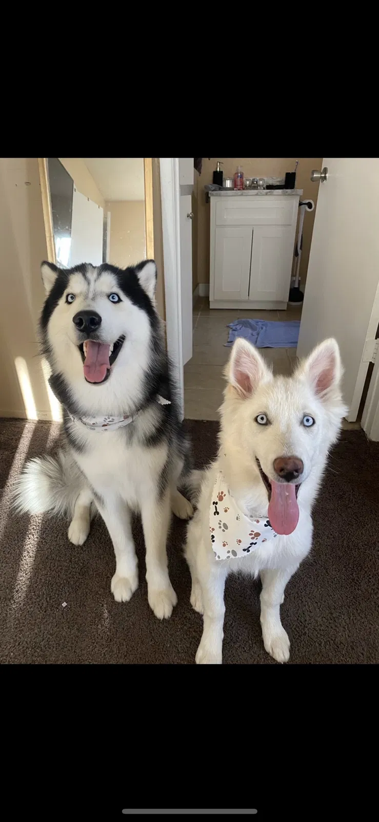 Lost dog in Riverside, CA, 92501