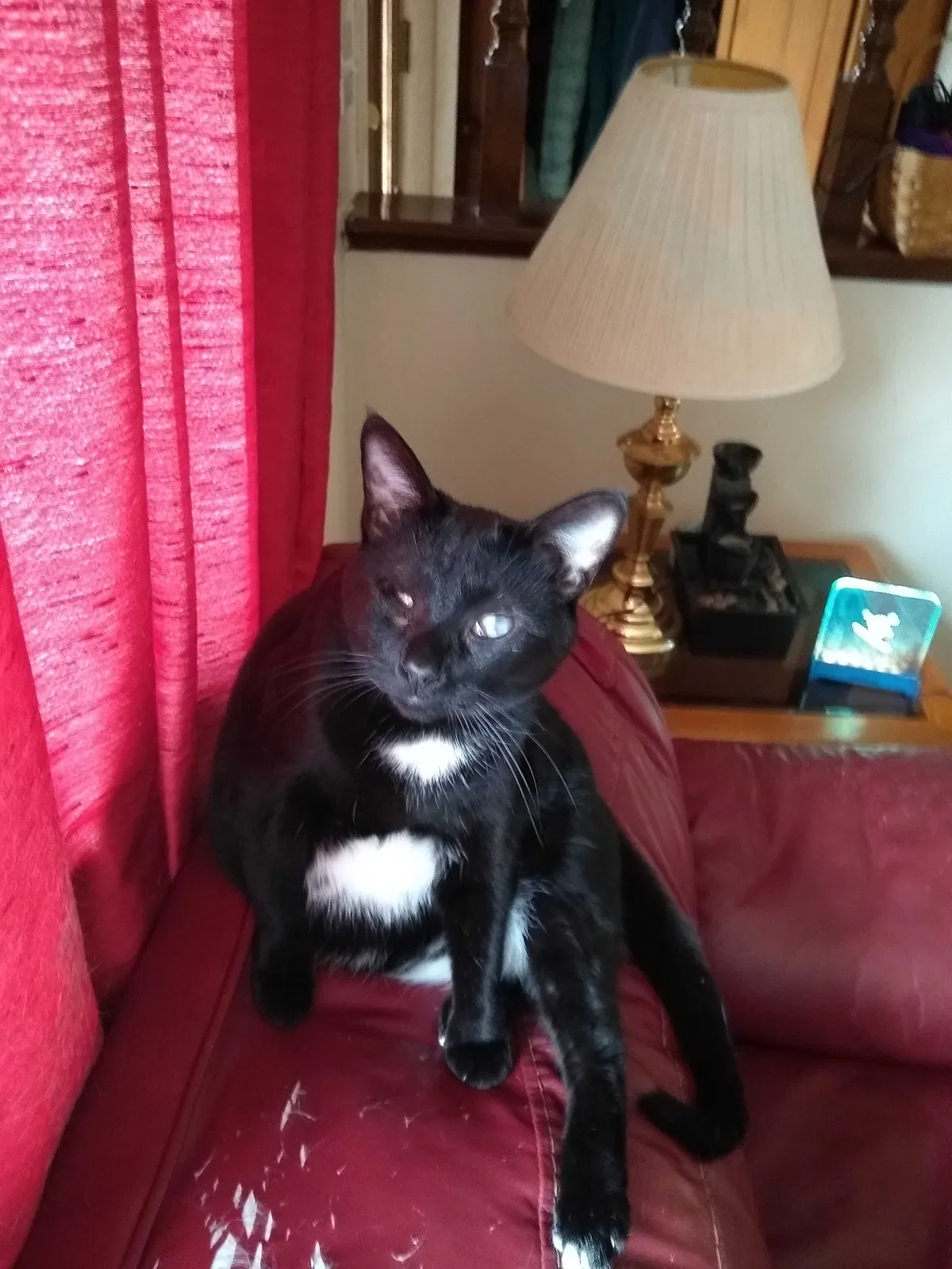 Lost cat in North Ridgeville, OH, 44039