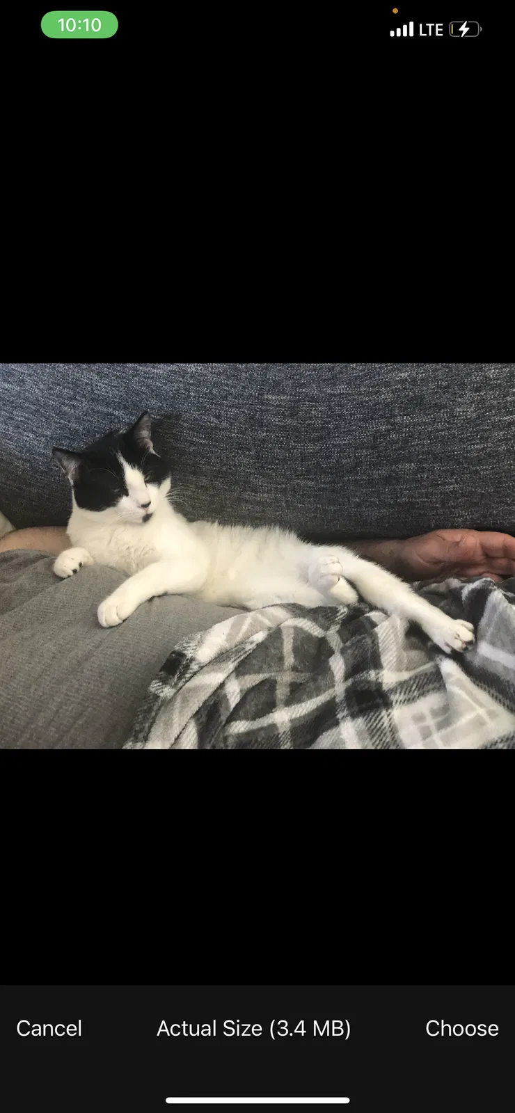 Lost cat in Des Moines, IA, 50310
