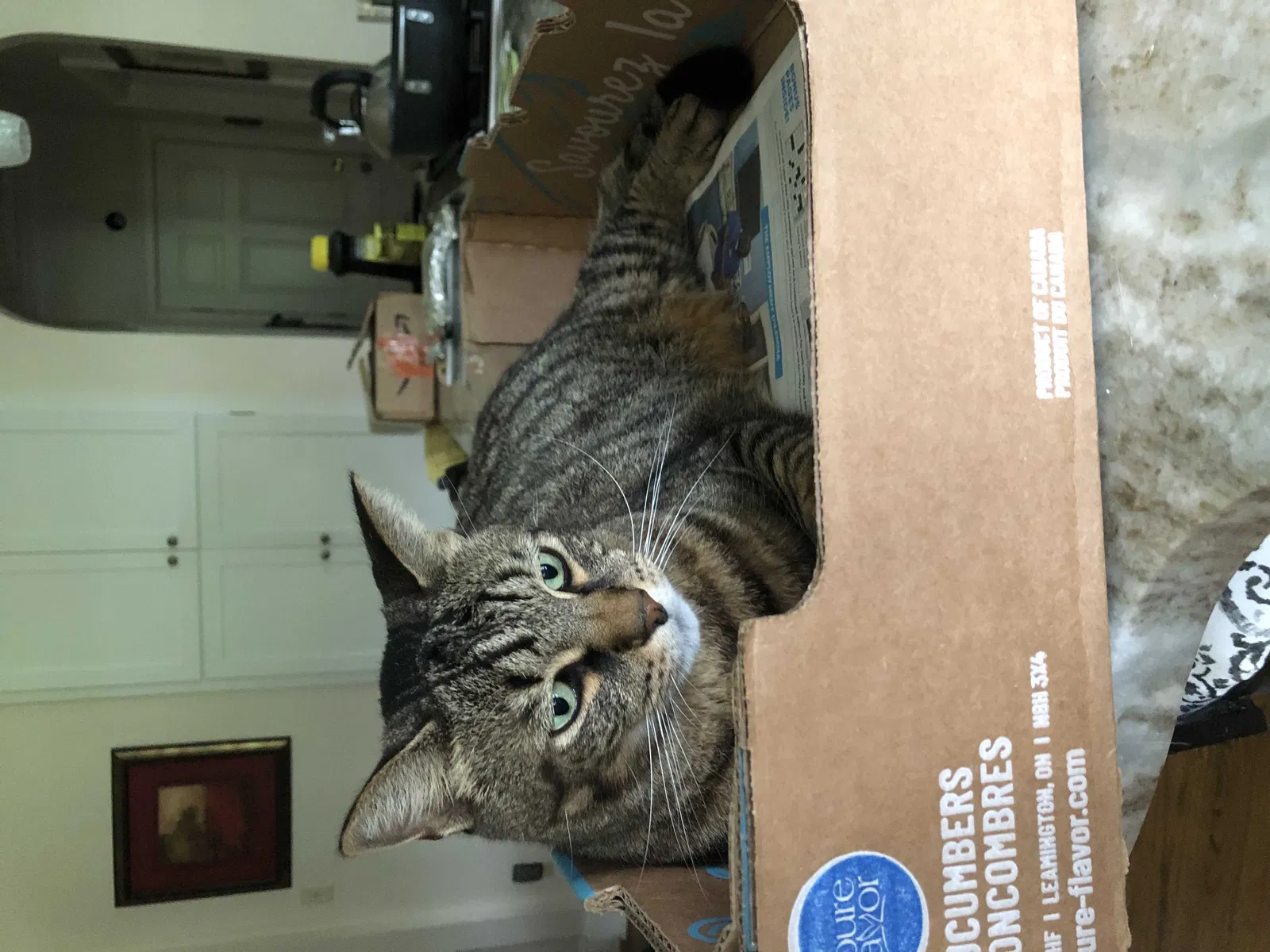 Lost cat in Tallahassee, FL, 32309