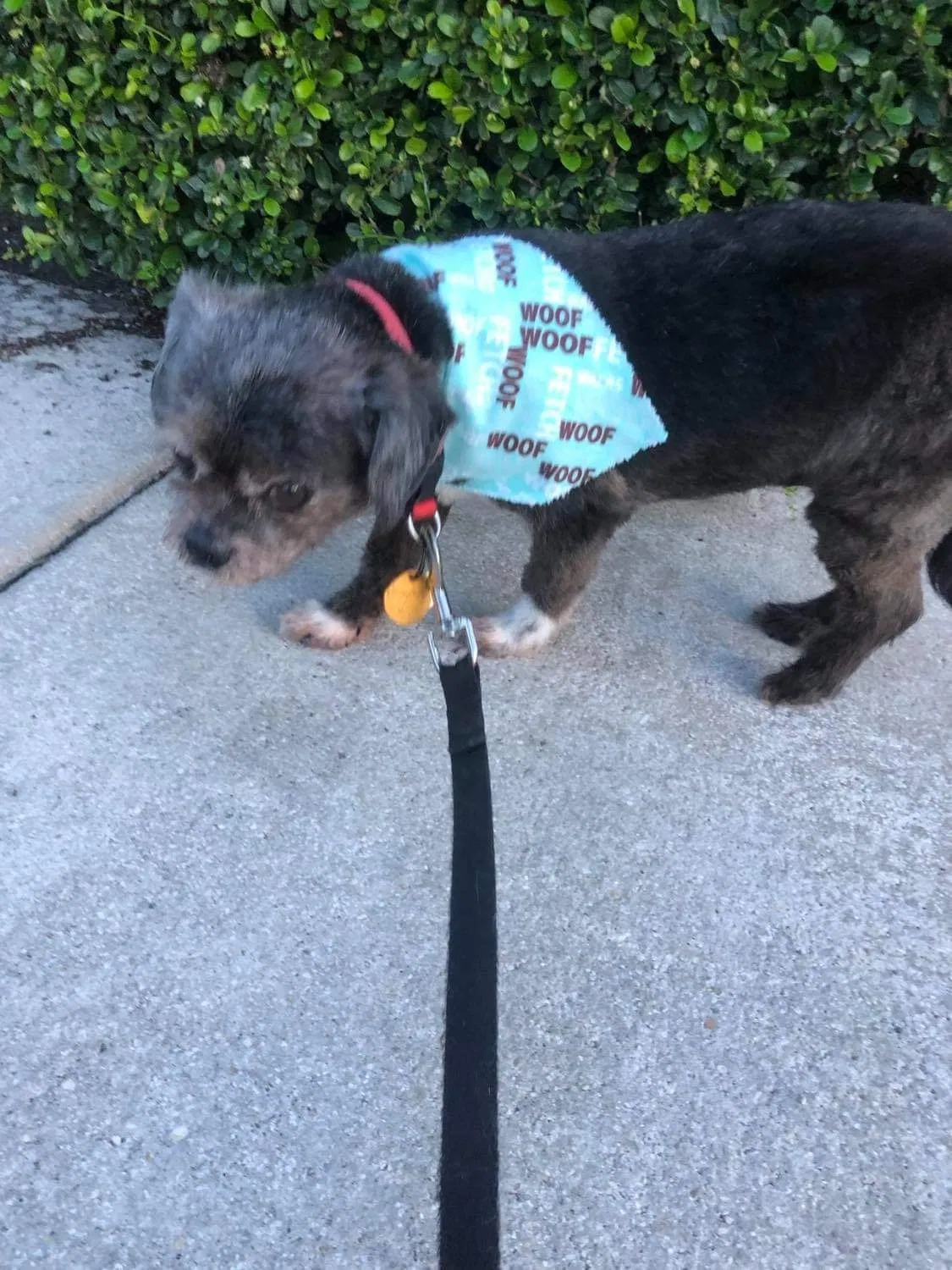 Lost dog in Miami, FL, 33184