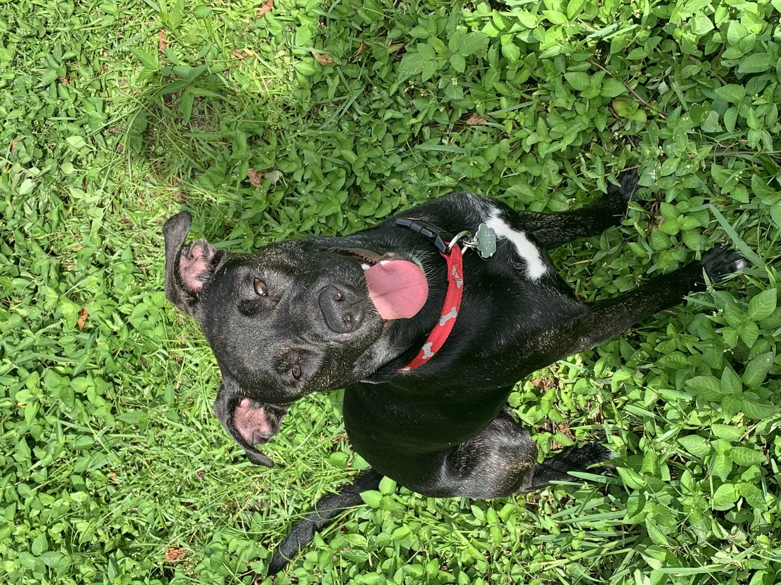 Lost dog in Dade City, FL, 33523