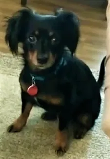 Lost dog in Duluth, GA, 30096
