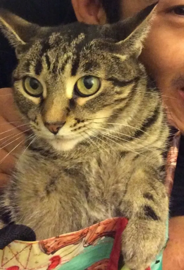 Lost cat in Grand Rapids, MI, 49503