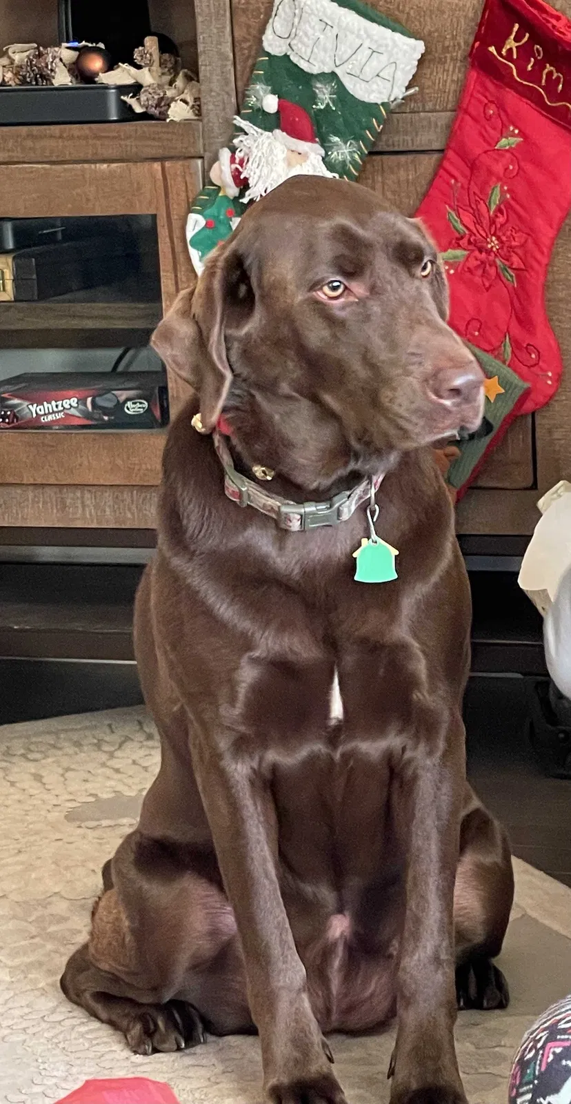 Lost dog in Helena, AL, 35080