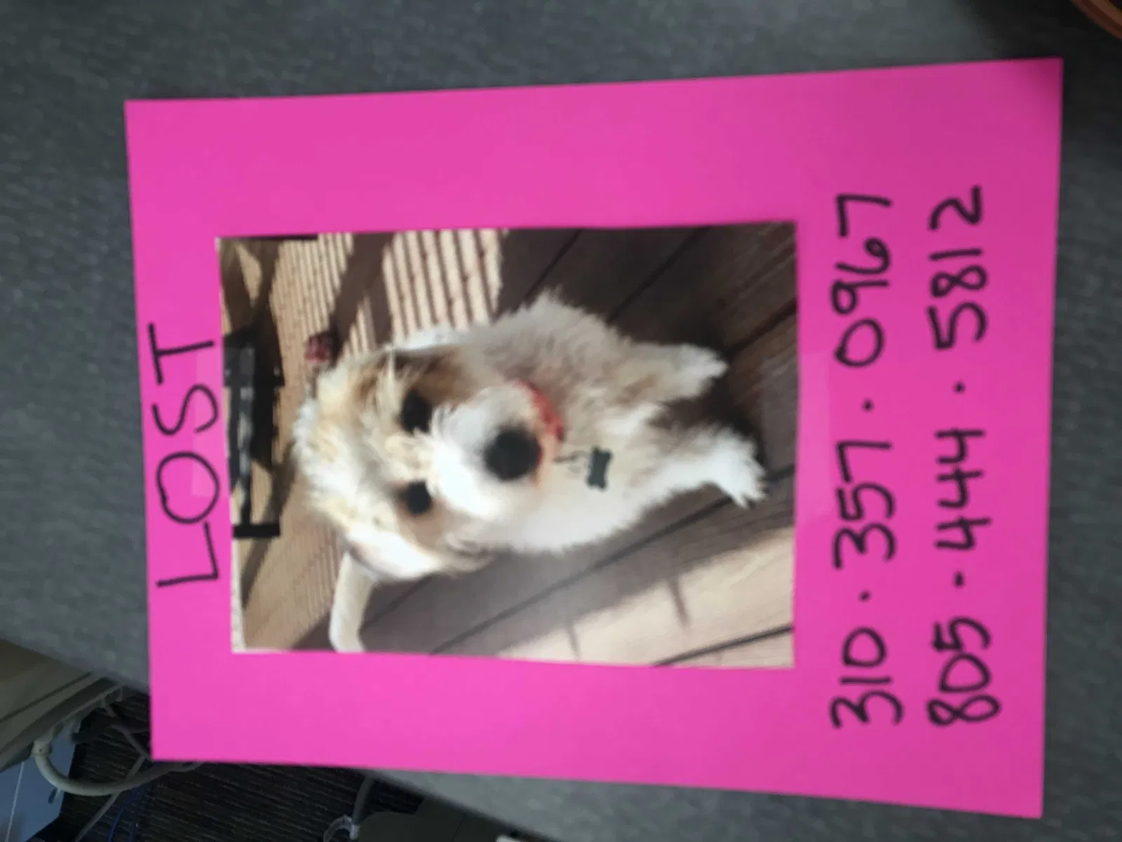 Lost dog in Westlake Village, CA, 91361