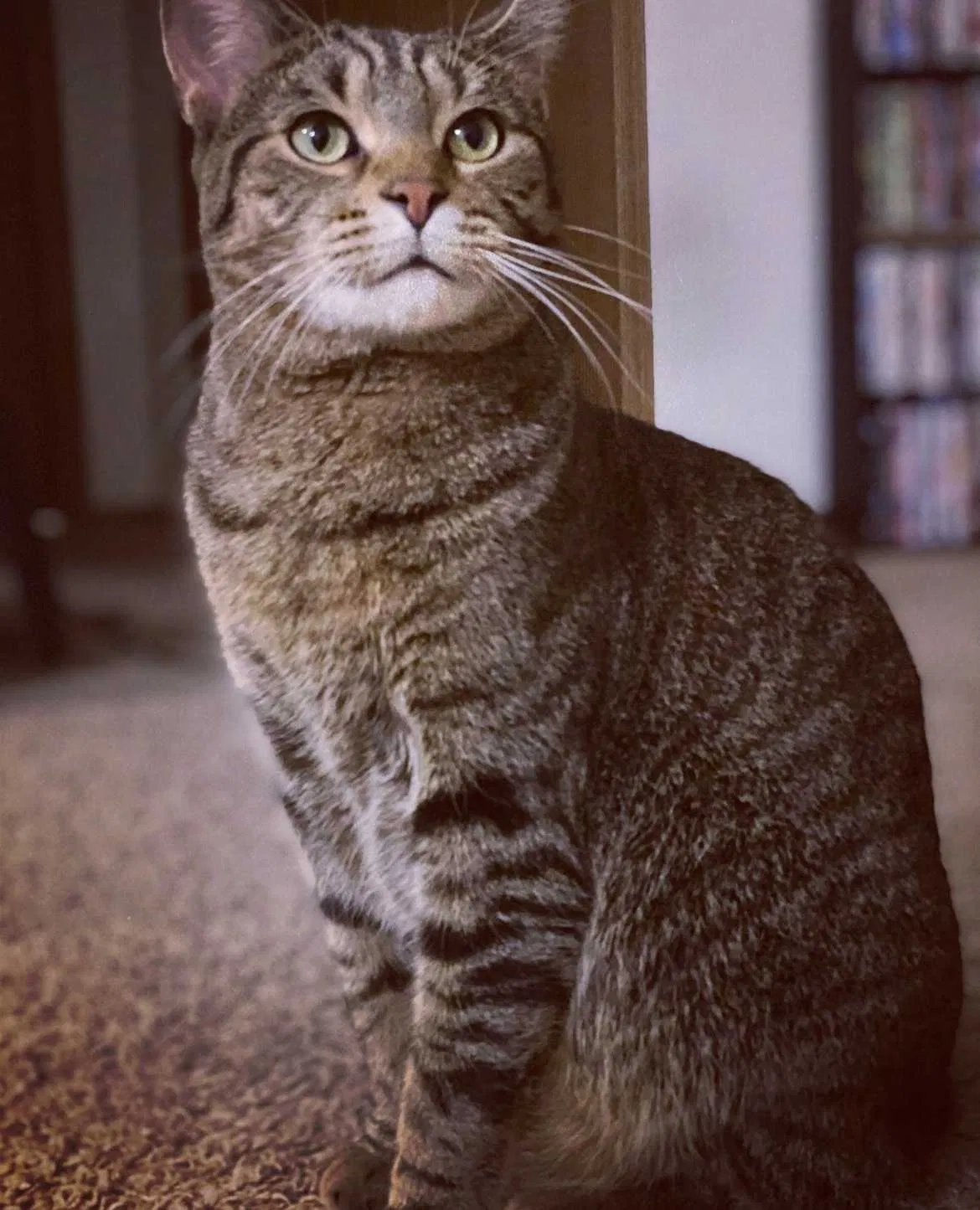 Lost cat in Appleton, WI, 54915