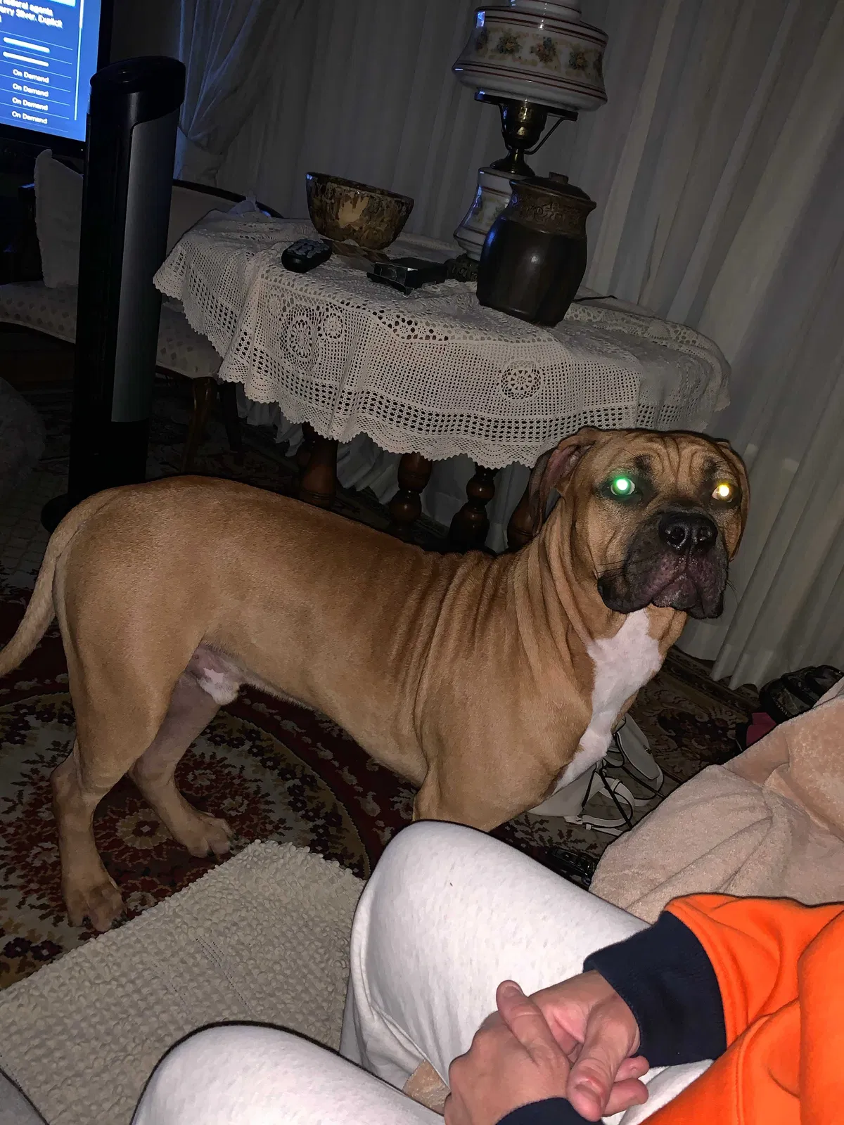 Lost dog in Port Hueneme, CA, 93041