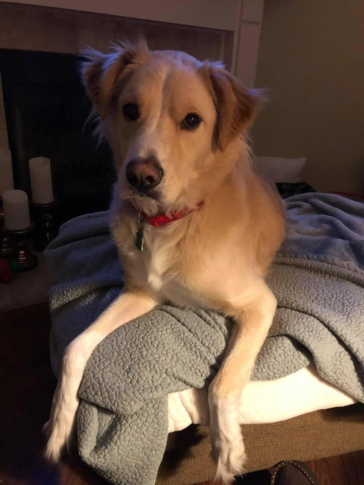 Lost dog in Lexington, KY, 40511