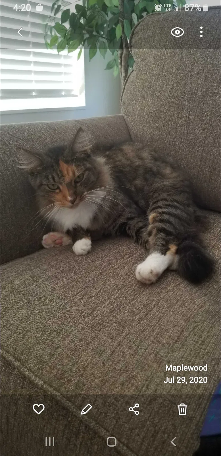 Lost cat in Saint Charles, MO, 63301